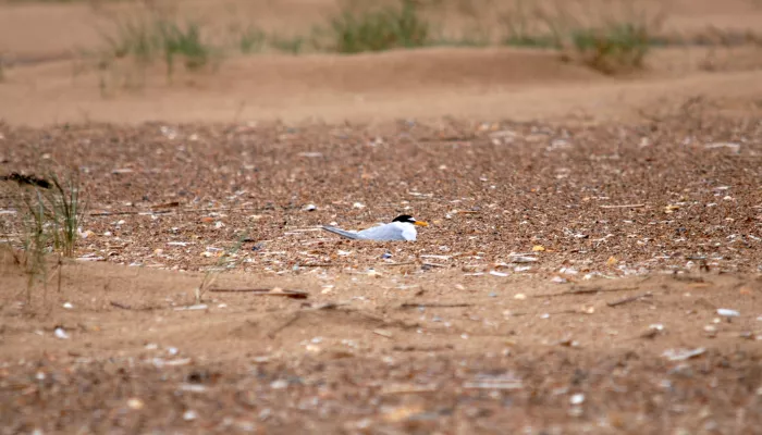 Little tern | Kent Wildlife Trust